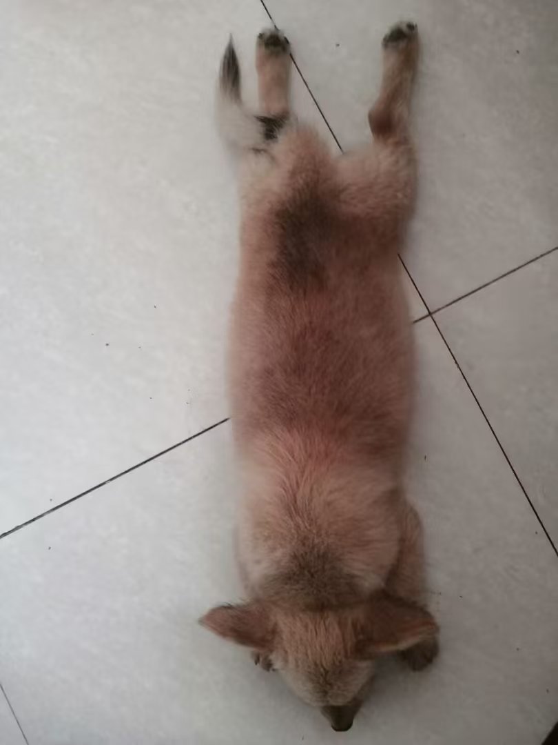小狗趴在浅色地砖上的真实照片